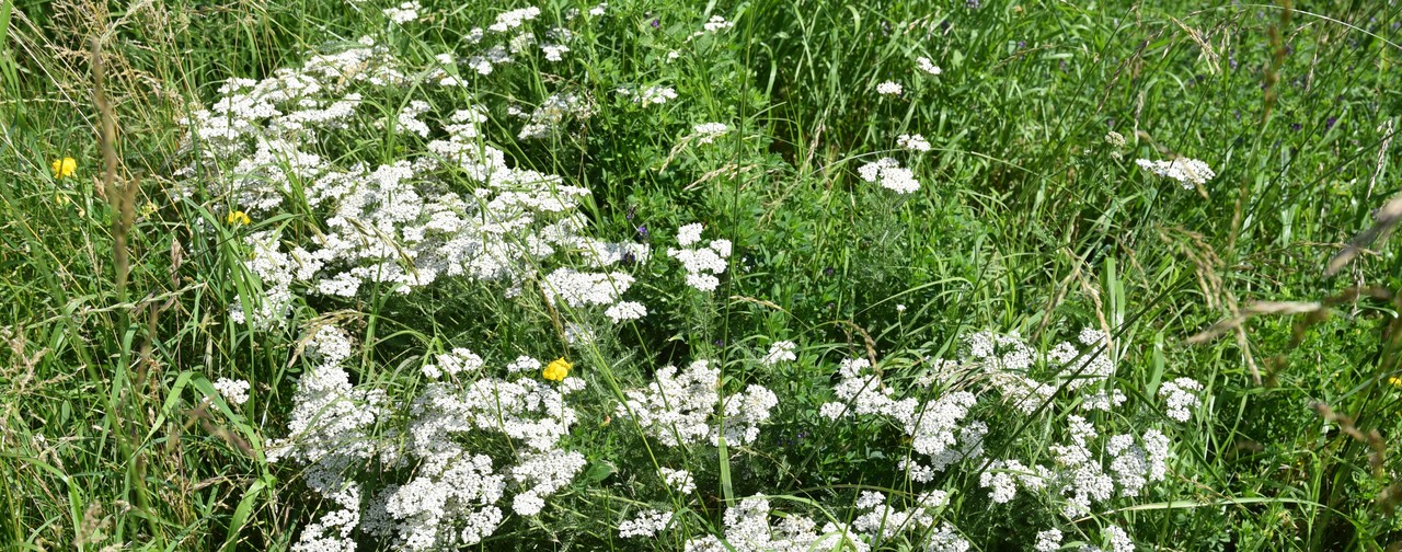 Achillea Lequio