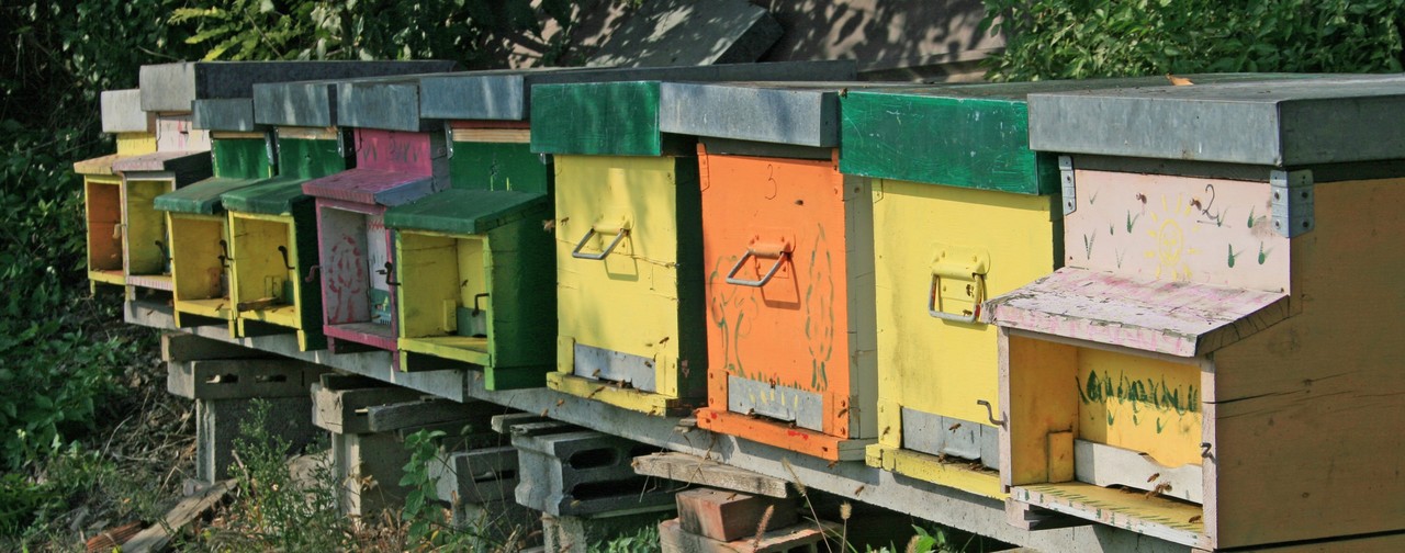 apiari