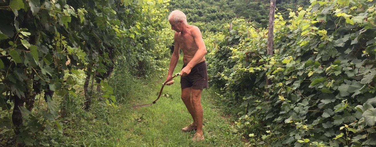 Azienda agricola Giuseppe Parussa: Descrizione e Prodotti - Produttori Agrispesa 