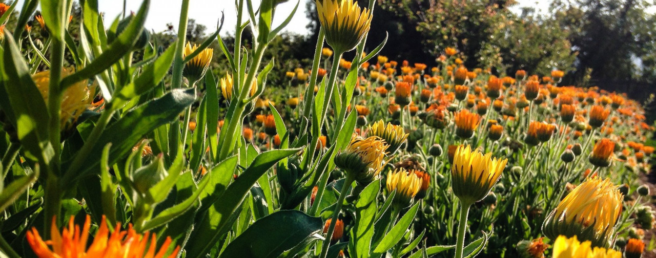 Oleolito di calendula