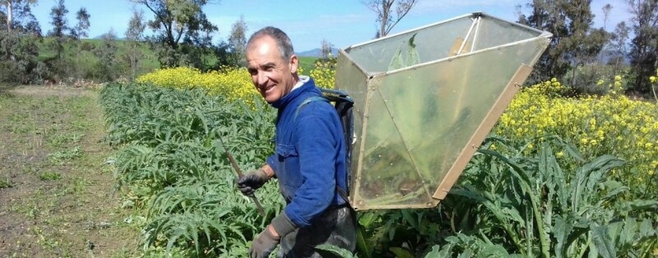 Terra Nuova Cooperativa Agricola: Descrizione e Prodotti - Produttori Agrispesa 