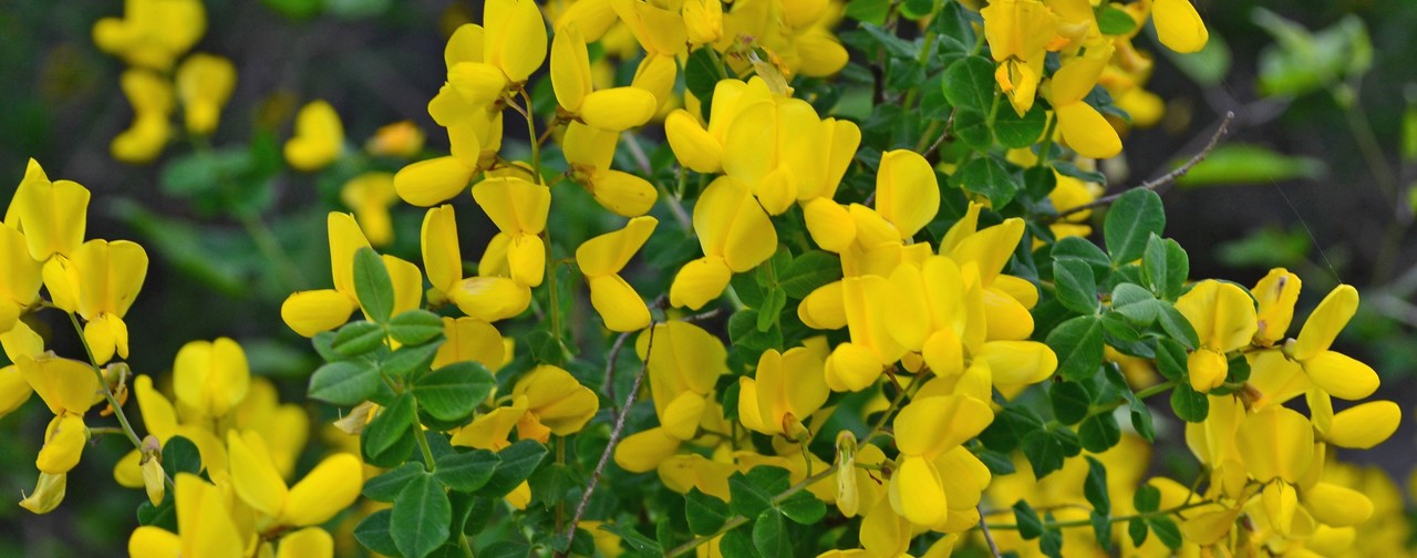 Cytisus