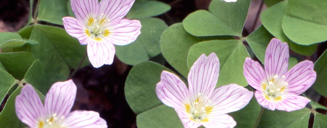 Fiore Oxalis Vezza