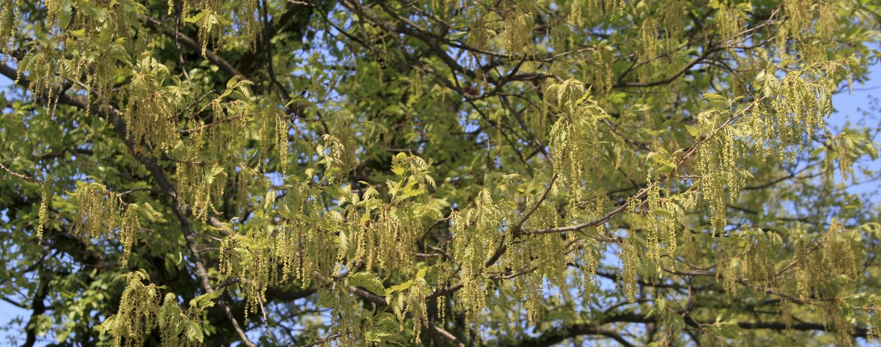 Fiore quercia