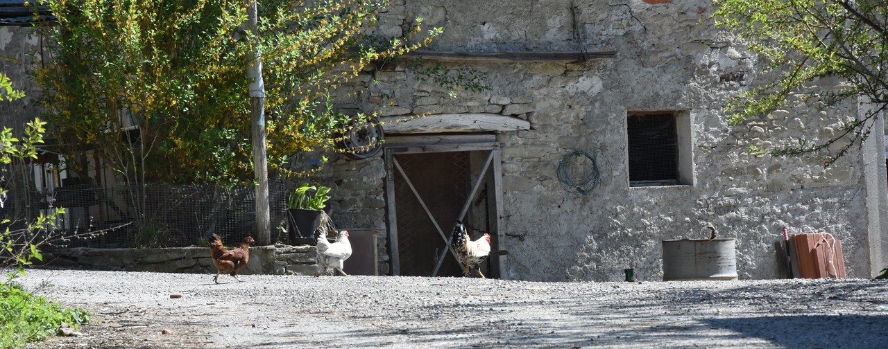 Galline Dego