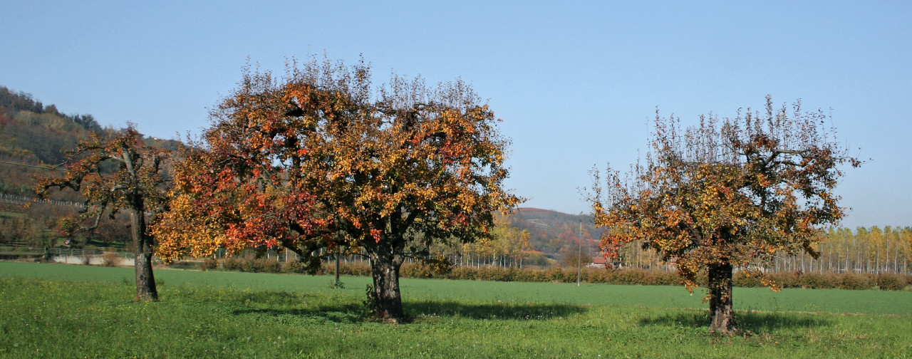 Distillato di pere
