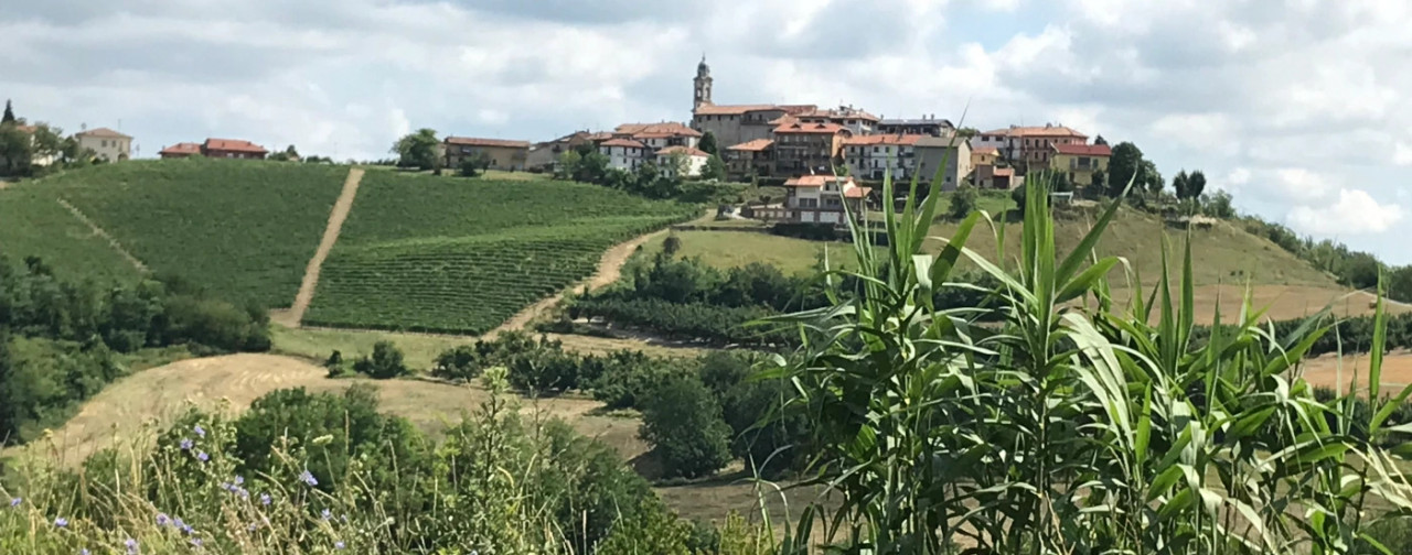 Marcarino Roddino s.a.s.: Descrizione e Prodotti - Produttori Agrispesa 