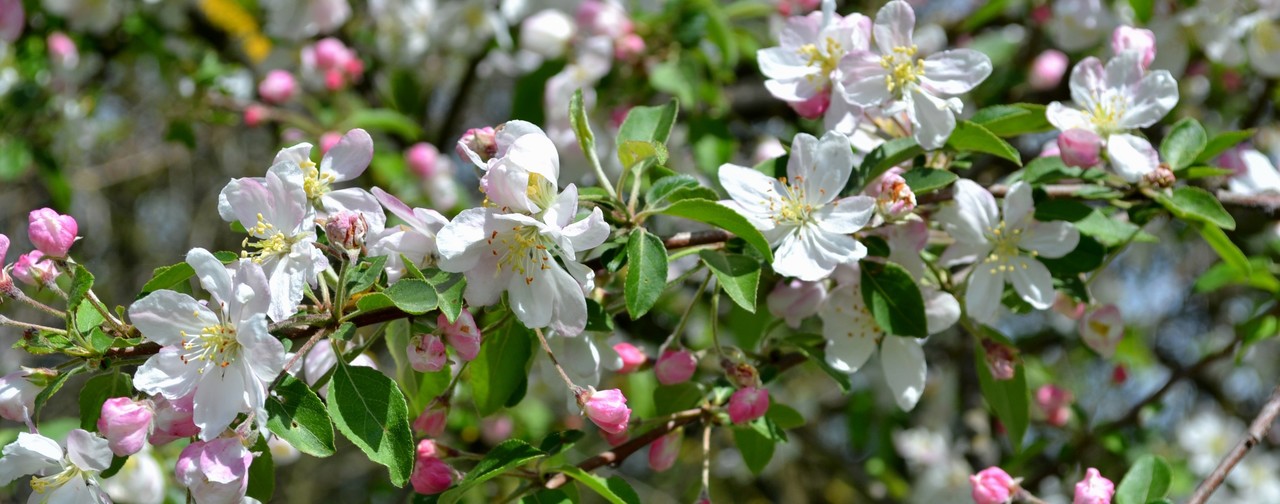 Melo in fiore