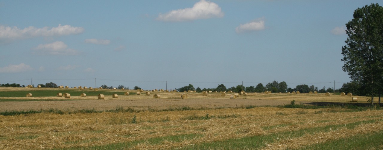 Polpa di prima scelta