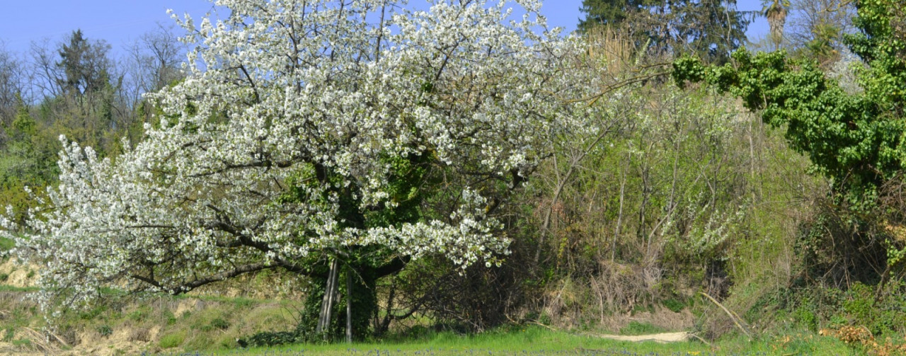 Succo di pere