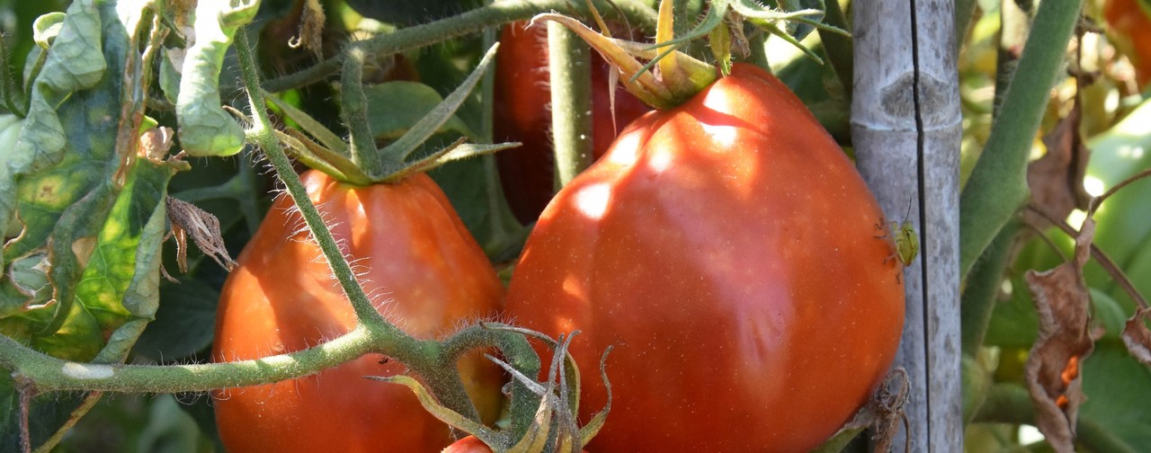 Pomodori Costoluti