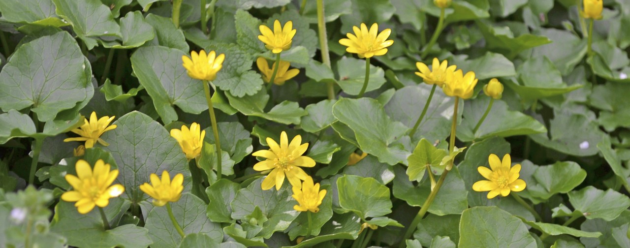 Ranuncolo giallo