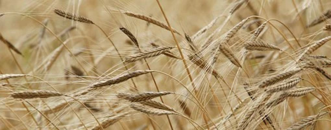 Farina di farro Spelta