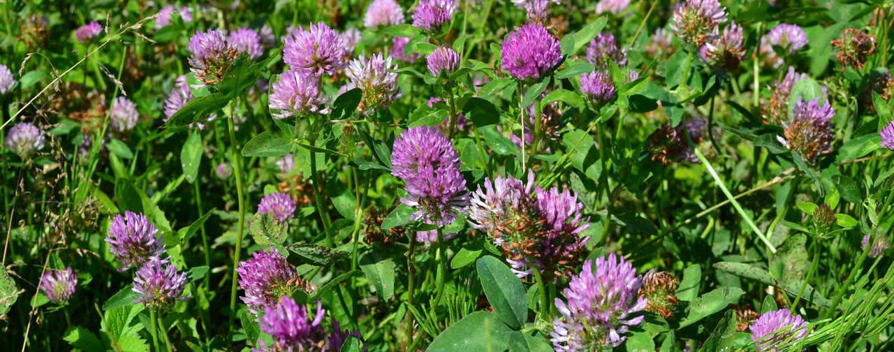 Trifolio viola Castagnito