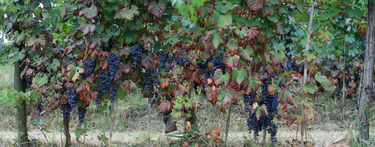 Uva Barbera