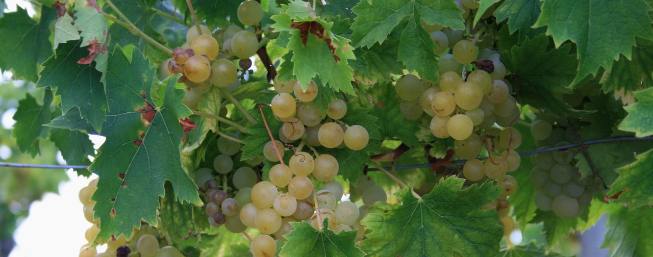 Uva Moscato