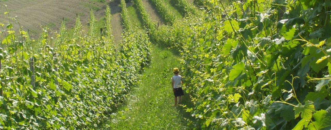 Vigne Azienda agricola Erbaluna La Morra