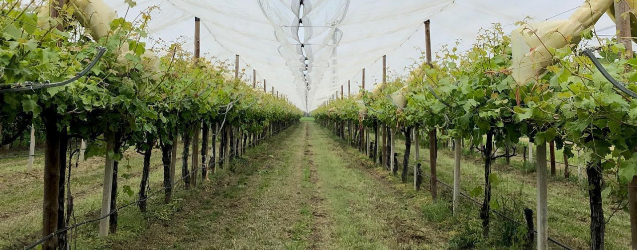 Monvisofruit - Società Cooperativa Agricola: Descrizione e Prodotti - Produttori Agrispesa 